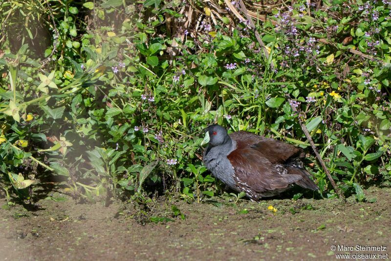 Gallinule à face noire