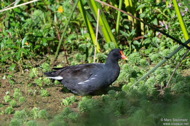 Gallinule d'Amérique