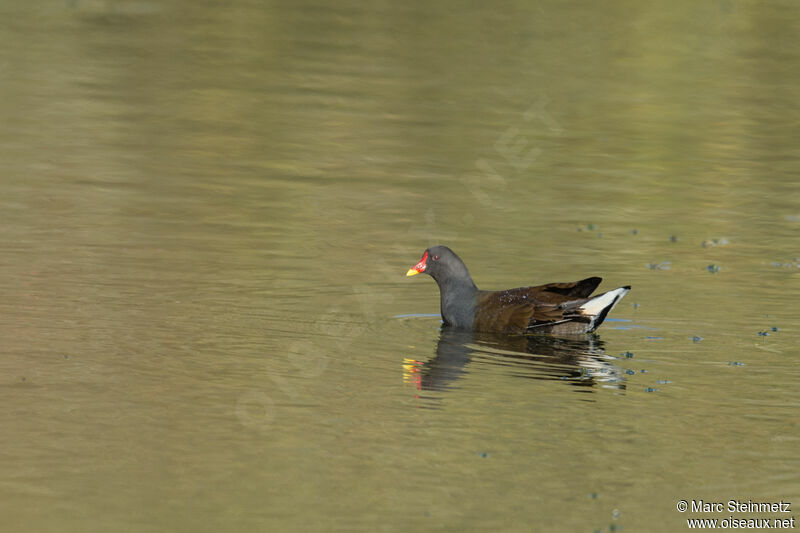 Common Moorhen