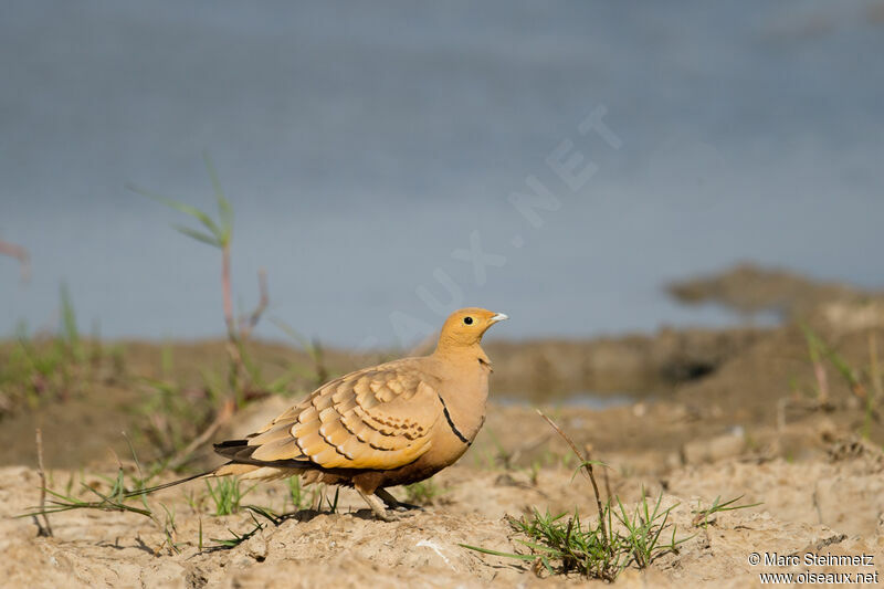 Chestnut-bellied Sandgrouse male