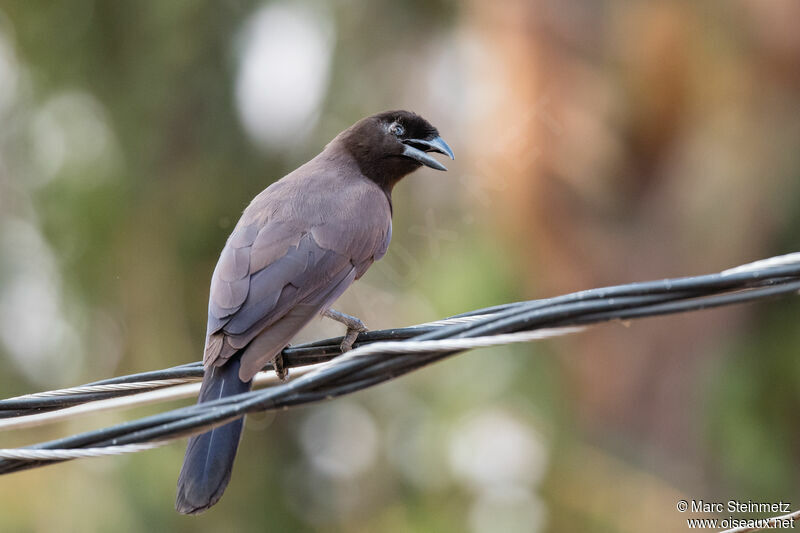 Purplish Jay