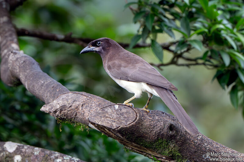 Brown Jay