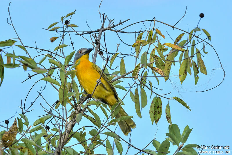 Grey-headed Bushshrike