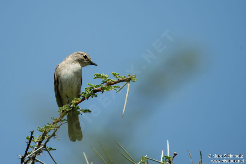 African Grey Flycatcher