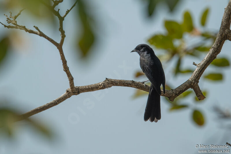 Gobemouche drongo