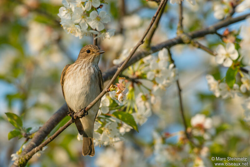 Spotted Flycatcher