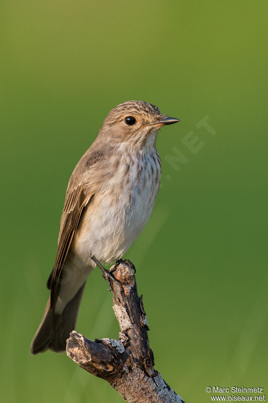 Spotted Flycatcher