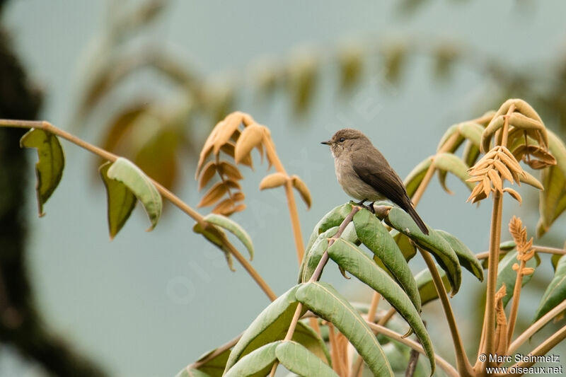 African Dusky Flycatcher