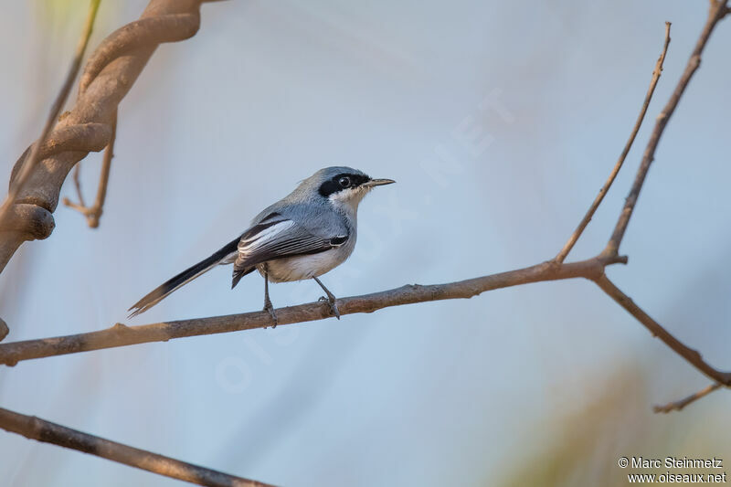 Masked Gnatcatcher