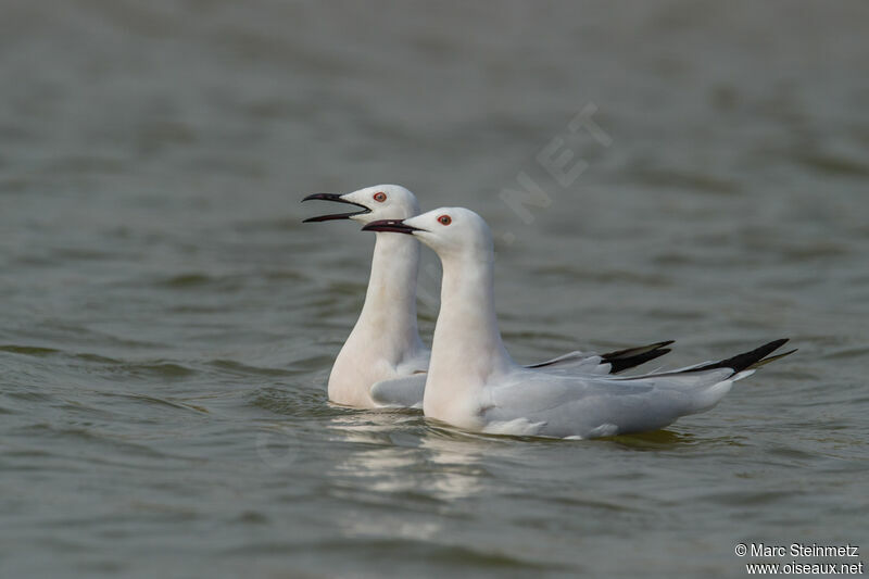 Slender-billed Gull