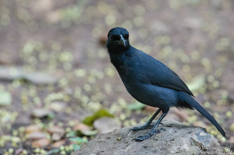 Slate-colored Boubou