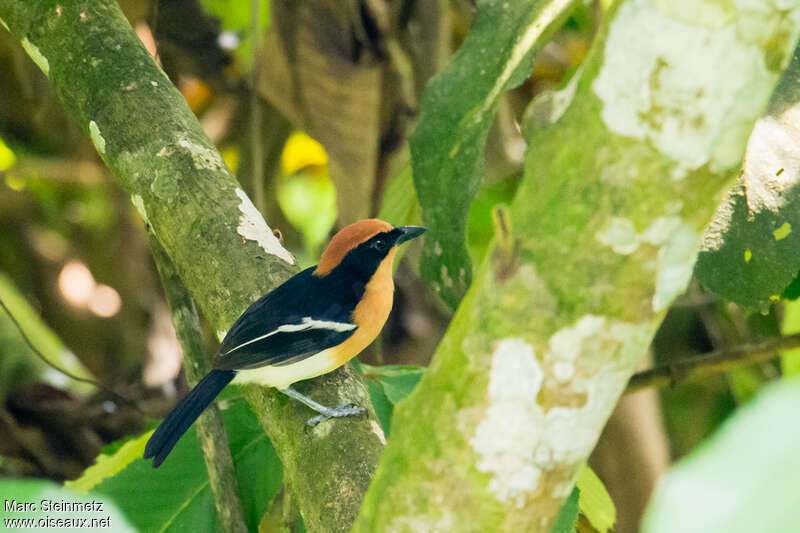 Lühder's Bushshrikeadult, identification