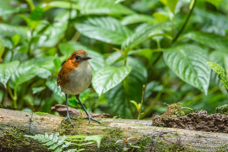 White-bellied Antpitta