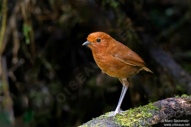 Chami Antpitta