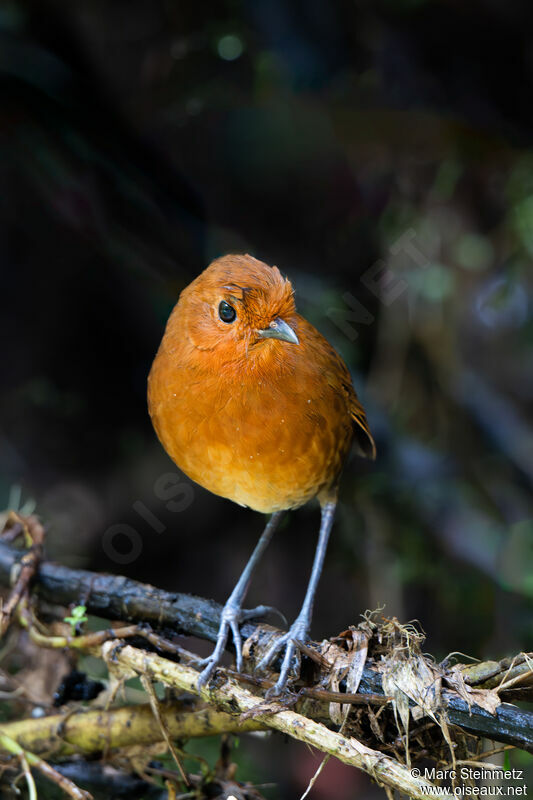 Chami Antpitta