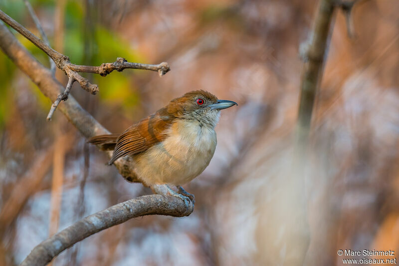 Great Antshrike male