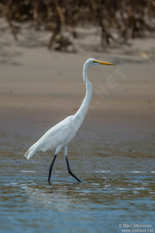 Great Egret