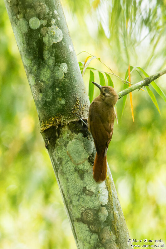 Plain-brown Woodcreeper