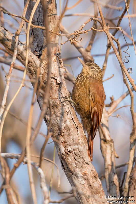 Straight-billed Woodcreeper