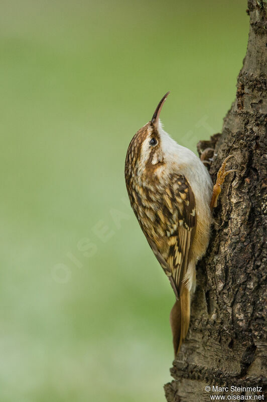 Short-toed Treecreeper