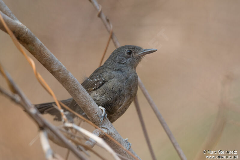 Mato Grosso Antbird