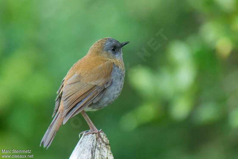 Black-billed Nightingale-Thrushadult, identification