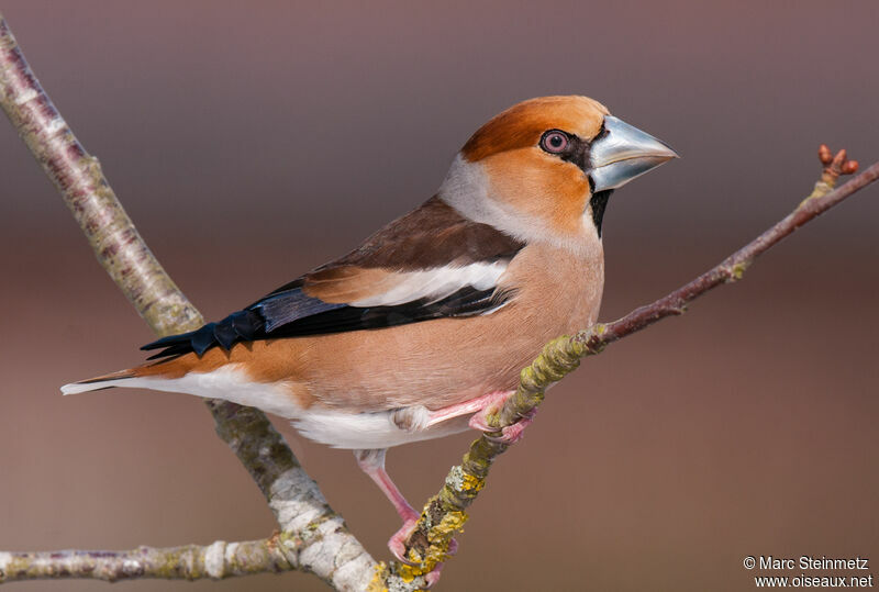 Hawfinch male