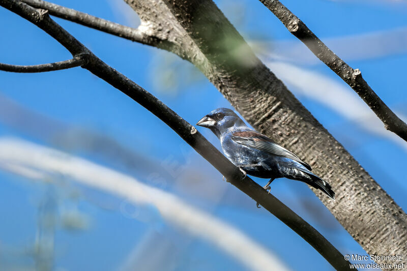 Blue Grosbeak