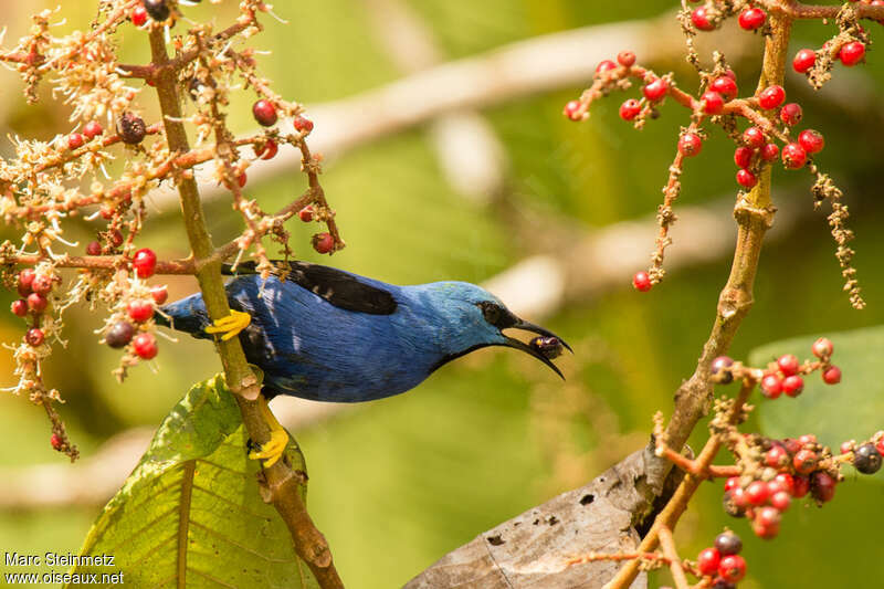 Shining Honeycreeper male adult, feeding habits