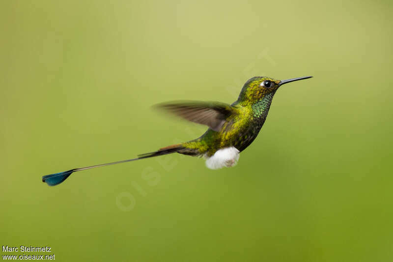 White-booted Racket-tail male adult, pigmentation, Flight