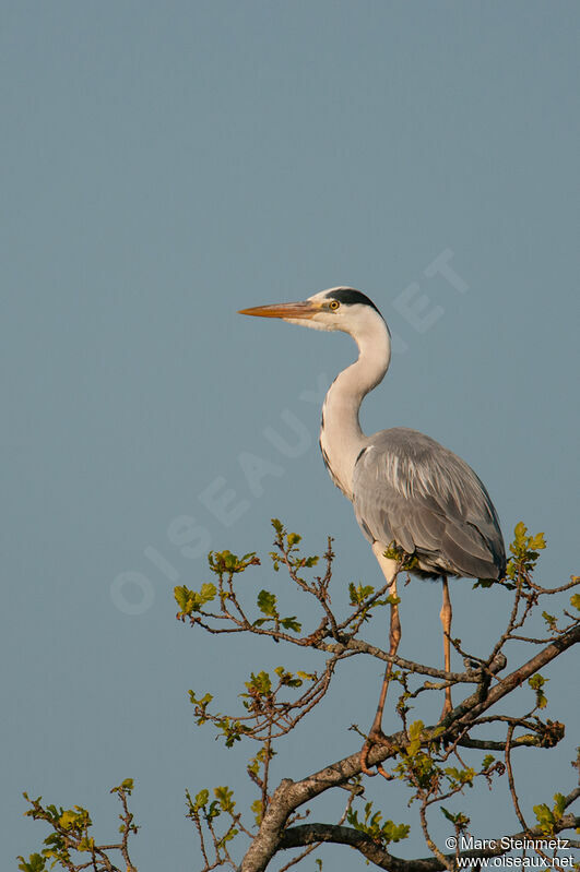 Grey Heron