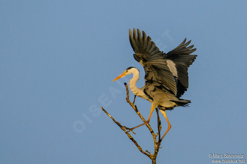 Grey Heron