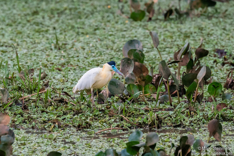 Capped Heron