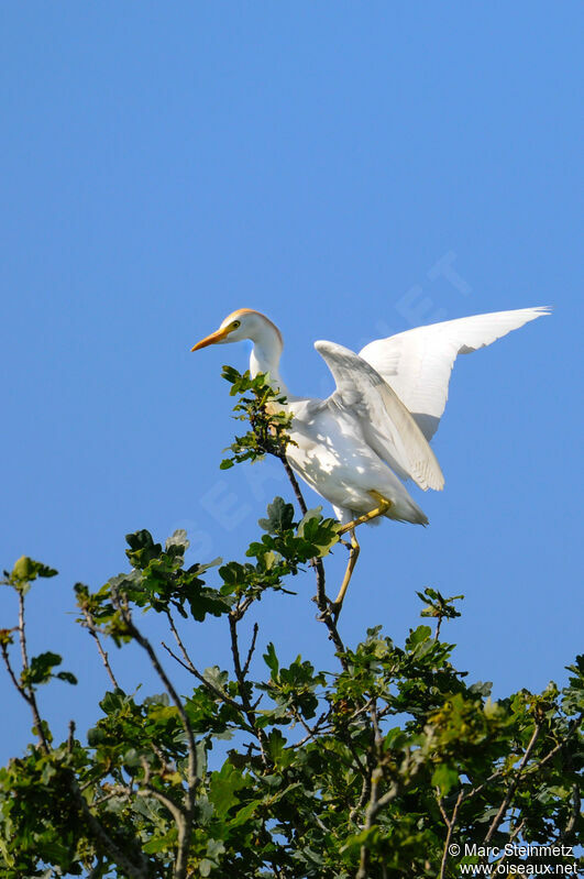 Western Cattle Egret