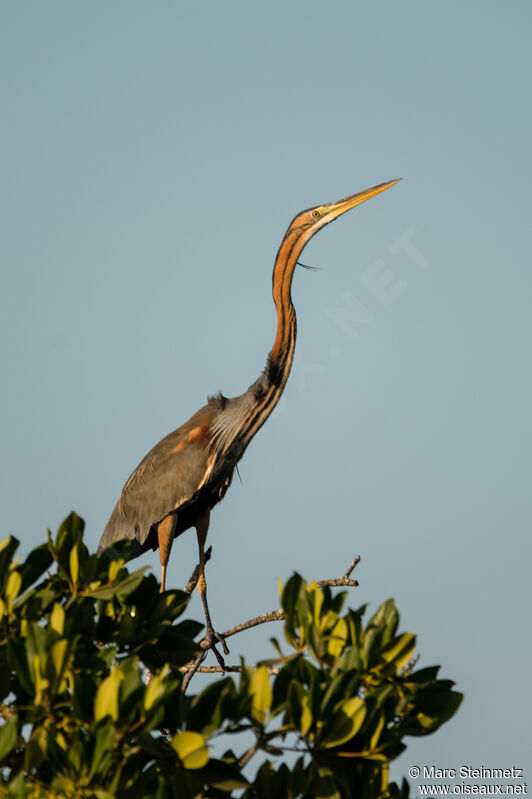 Purple Heron