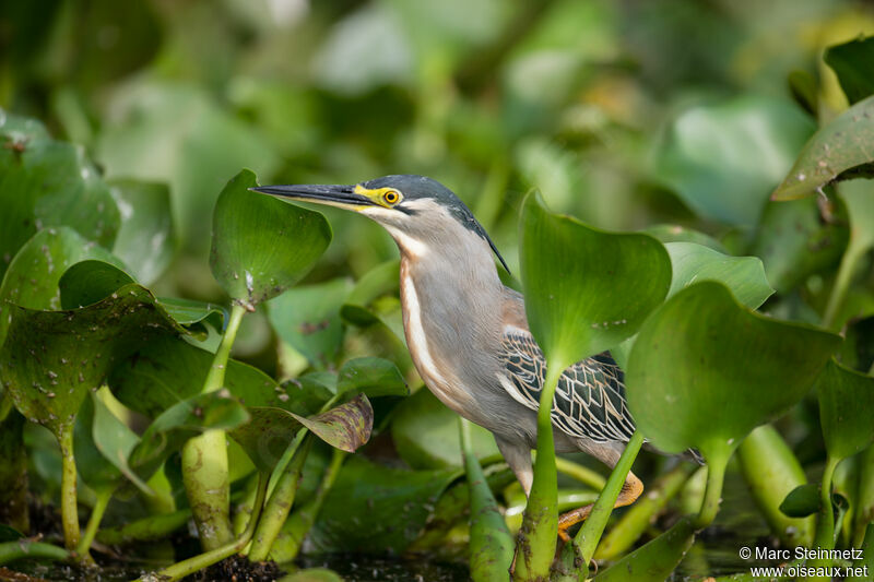 Striated Heron