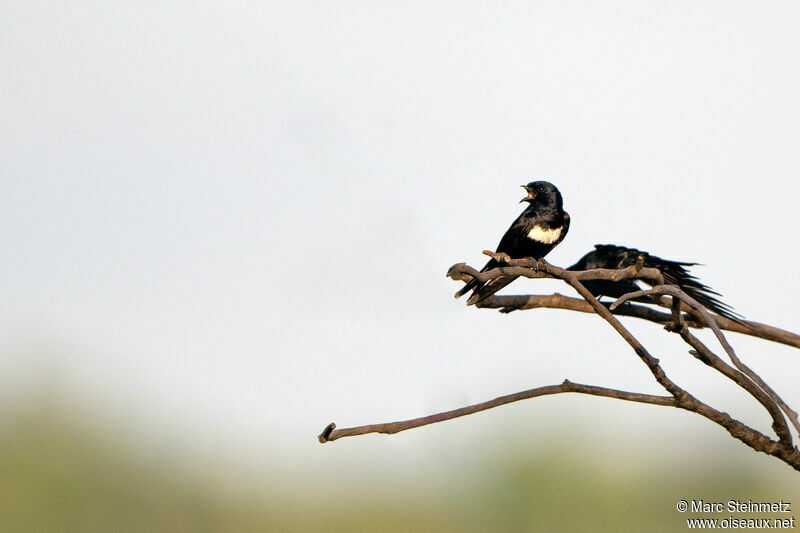 White-banded Swallow