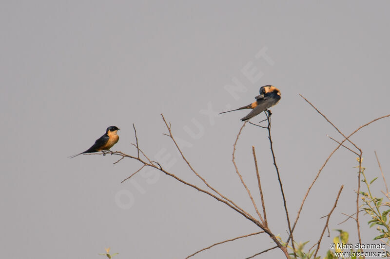 Red-breasted Swallow