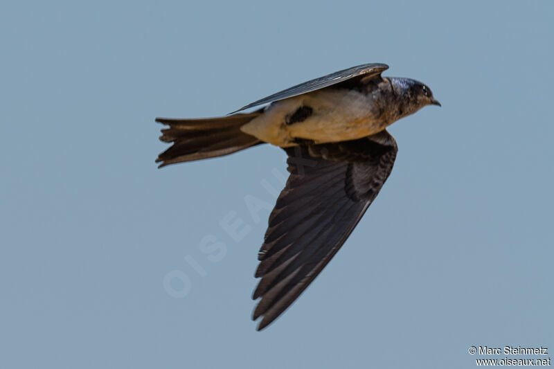 Grey-breasted Martin