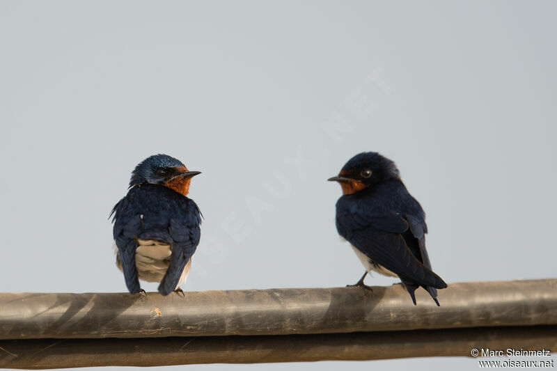 Red-chested Swallow