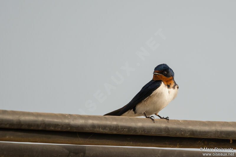 Red-chested Swallow