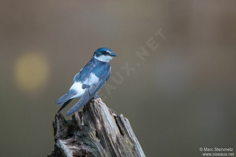 Mangrove Swallow