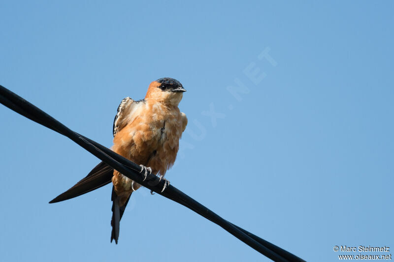 Mosque Swallow