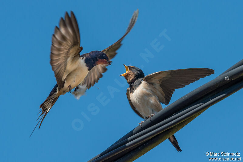 Barn Swallow