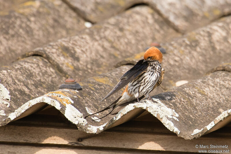 Hirondelle striée