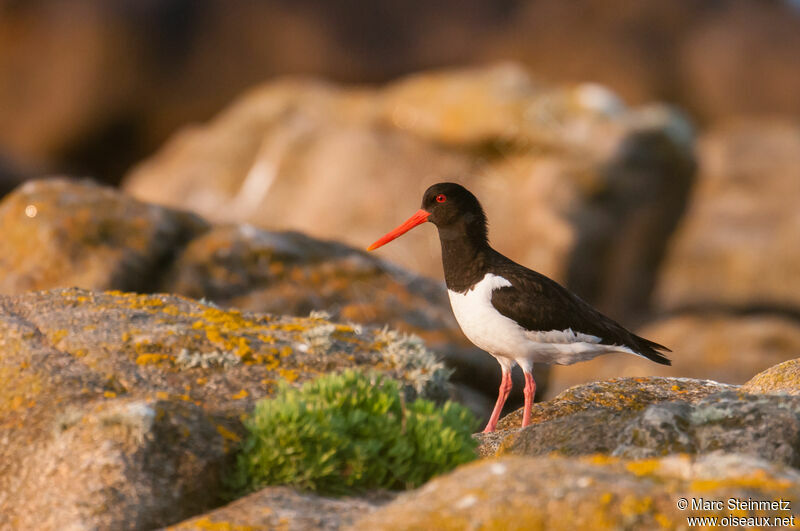 Eurasian Oystercatcher