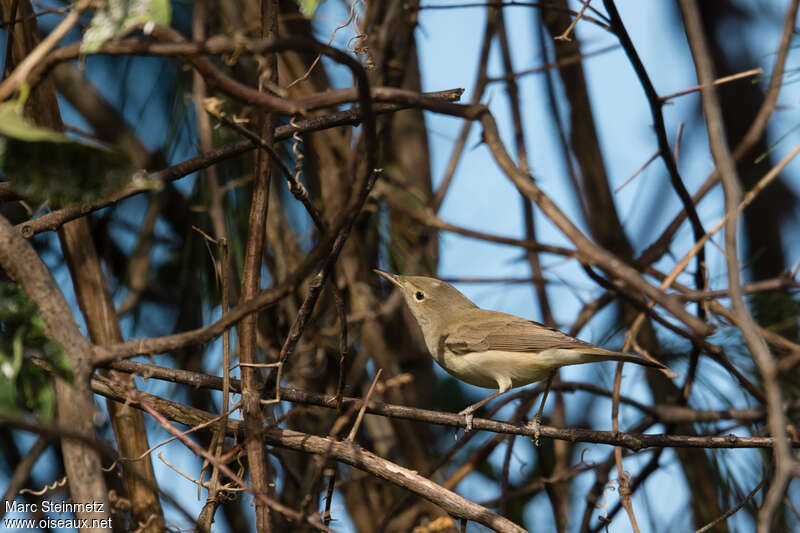 Western Olivaceous Warbleradult post breeding, identification