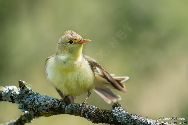 Melodious Warbler