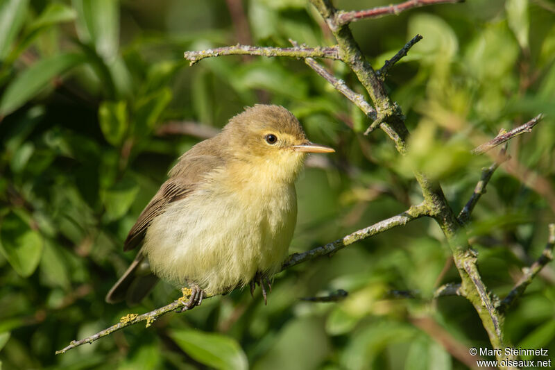 Melodious Warbler