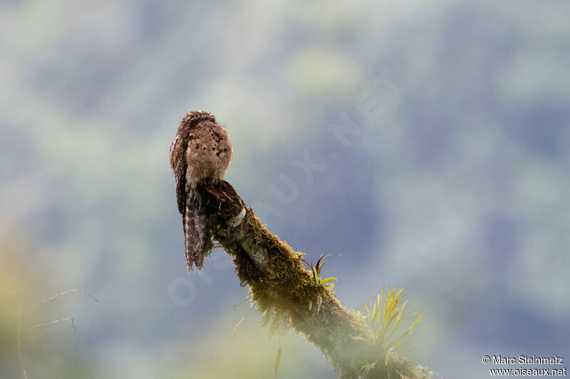 Common Potoo